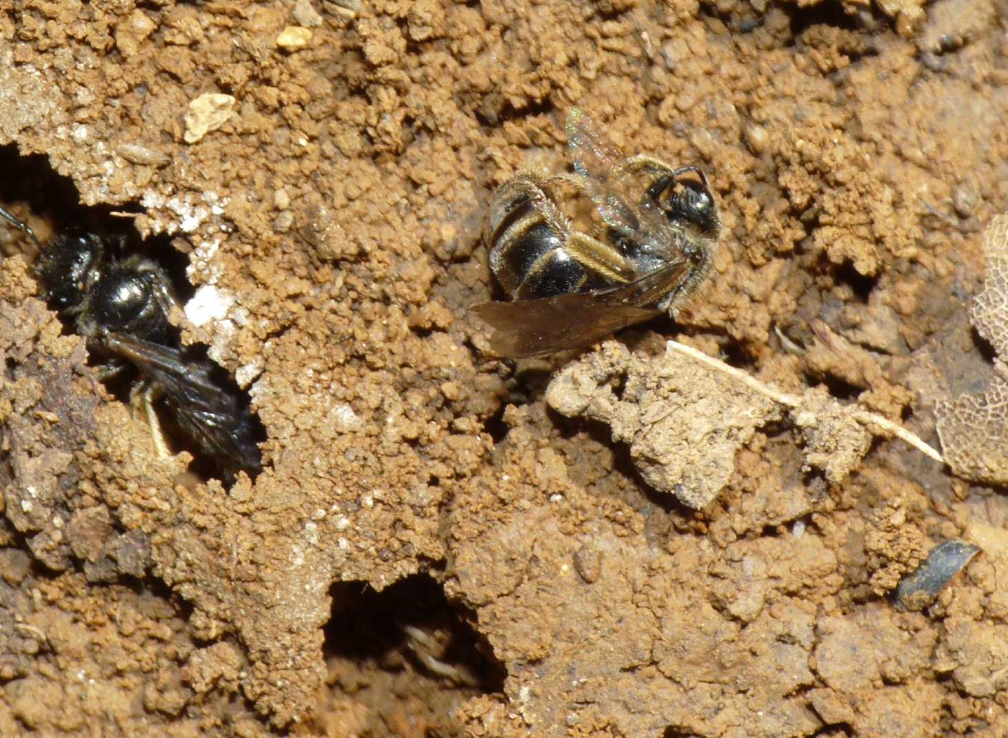 Apine scavatrici: Halictus sp. nella tana